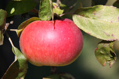 Roter frischer Apfel am Baum
